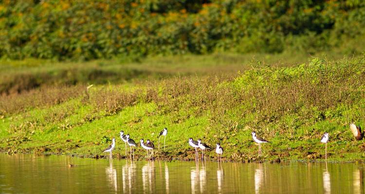 Groupe d'oiseaux debout au bord d'un plan d'eau.
