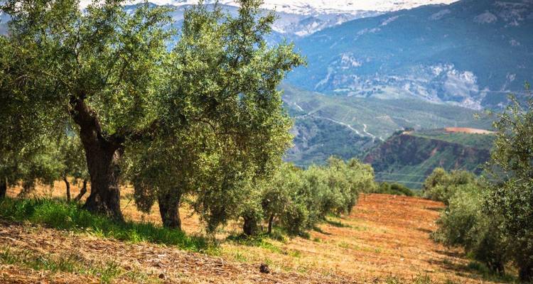 Olive trees in a scenic mountainous landscape.