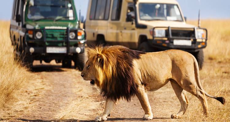 Un león macho camina a grandes pasos por un sendero de tierra entre vehículos de safari en la hierba dorada de la sabana.