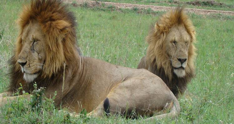 Dos leones machos con melenas completas descansan en la exuberante hierba verde del bosque africano.