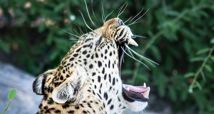 Close-up of a yawning leopard with foliage.