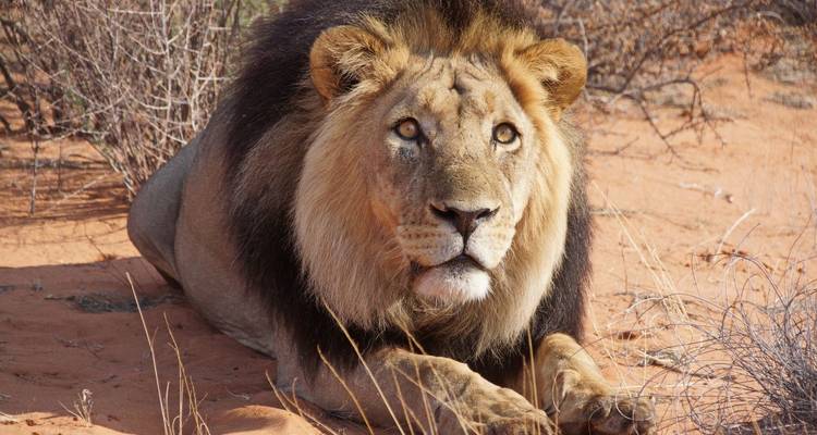 A lion resting on the savanna.