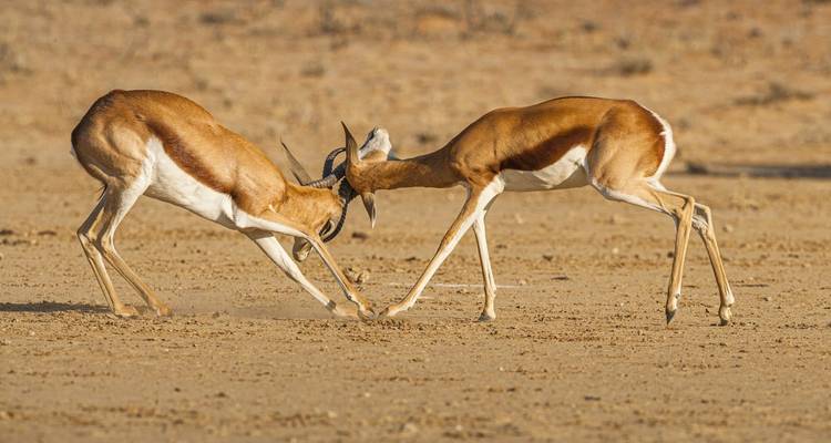 Deux antilopes se battant dans un paysage sec et aride.