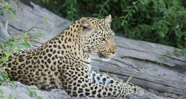 Léopard se reposant parmi le feuillage dans la savane.