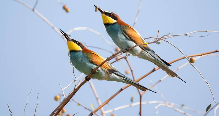 Deux oiseaux colorés perchés sur une branche contre un ciel dégagé.