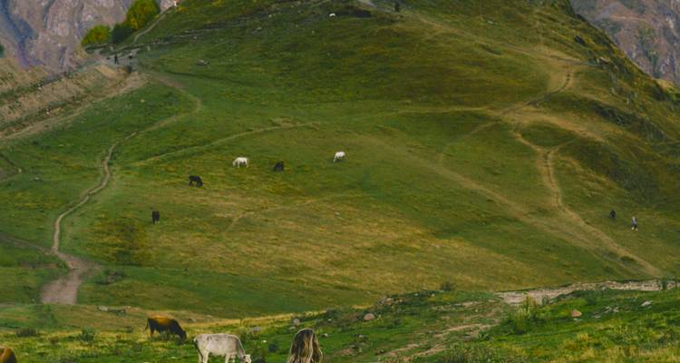 Paysage avec des vaches qui paissent sur une colline verte.