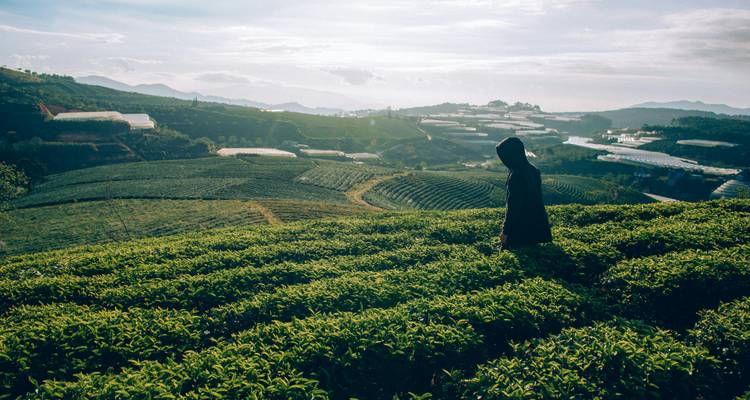 Personne debout dans de luxuriantes plantations de thé vert
