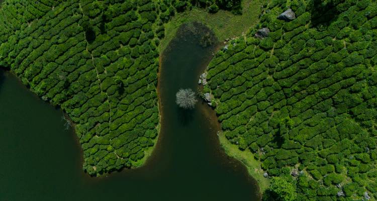 Vue aérienne de plantations de thé entourant un lac