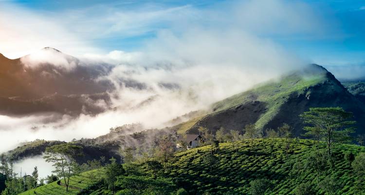 Plantations de thé dans les collines brumeuses de Munnar
