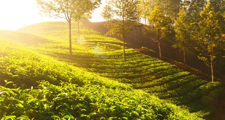 Plantations de thé ensoleillées avec des arbres