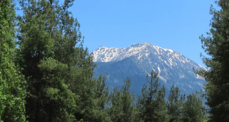 Snow-covered mountain peaks seen through a frame of pine trees.