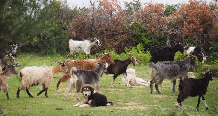 Group of goats grazing on grass.