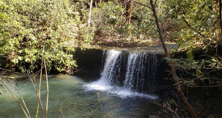 Petite cascade se déversant dans un bassin calme entouré d'un feuillage luxuriant.