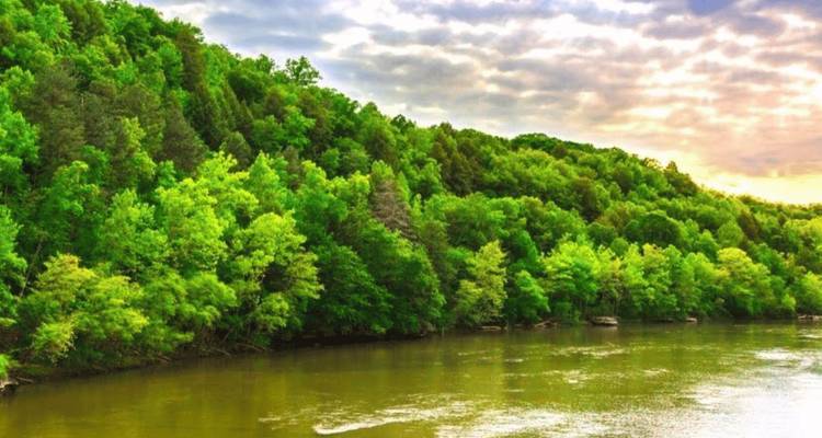 Scène de rivière avec des forêts verdoyantes luxuriantes des deux côtés sous un ciel partiellement nuageux.