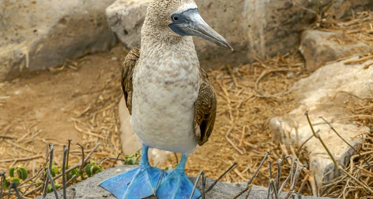 Close-up of a blue-footed booby on rocks.