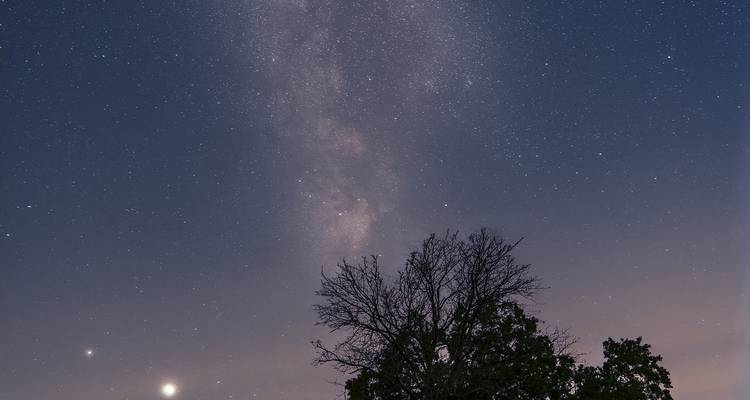 Nachthimmel mit sichtbaren Sternen und der Silhouette eines Baumes.