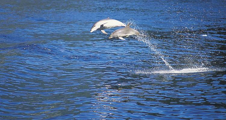 Delfines saltando fuera del agua en una animada exhibición.