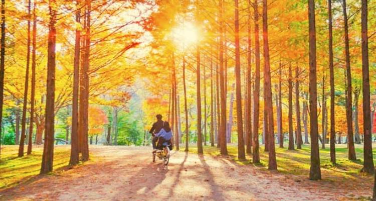 Personne faisant du vélo à travers une forêt aux couleurs automnales éclatantes.