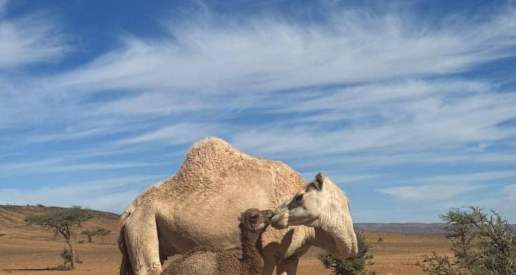 Kameel en kalf in een woestijnlandschap.