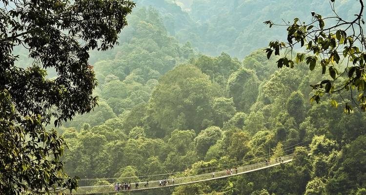 Pont suspendu à travers une forêt luxuriante.