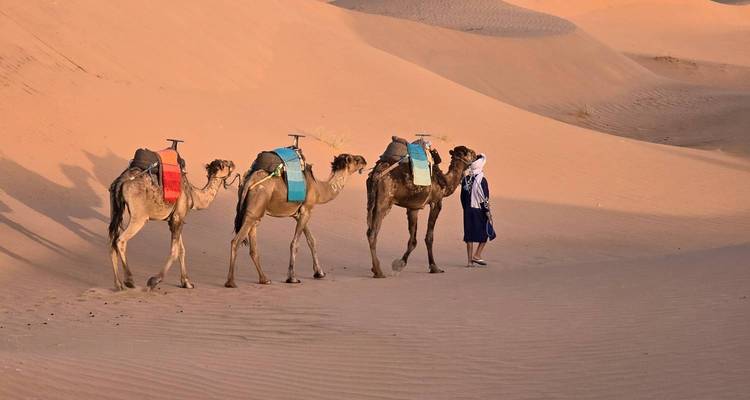 Personne debout avec des chameaux dans le désert.