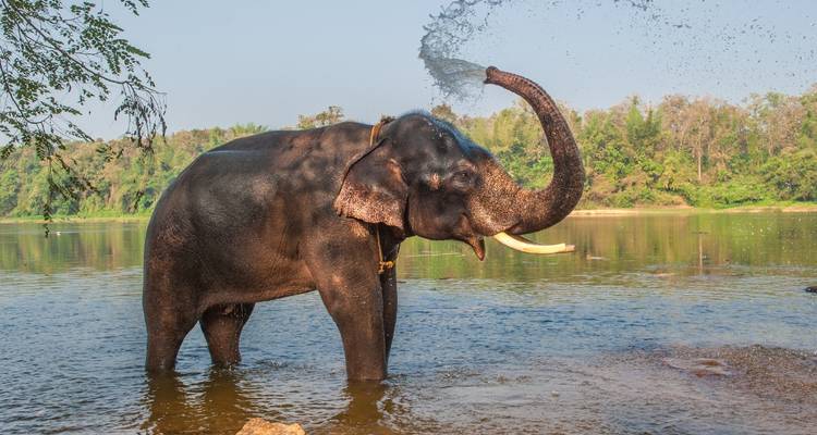 Éléphant projetant de l'eau en se tenant debout dans une rivière avec un arrière-plan luxuriant.