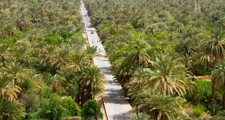 Camino bordeado de palmeras en un oasis del desierto.