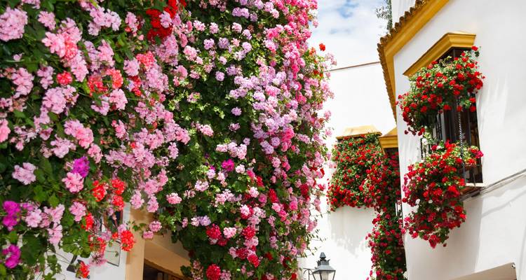 Rue avec des maisons décorées de fleurs éclatantes