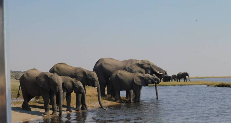 Group of elephants drinking water at a riverbank.