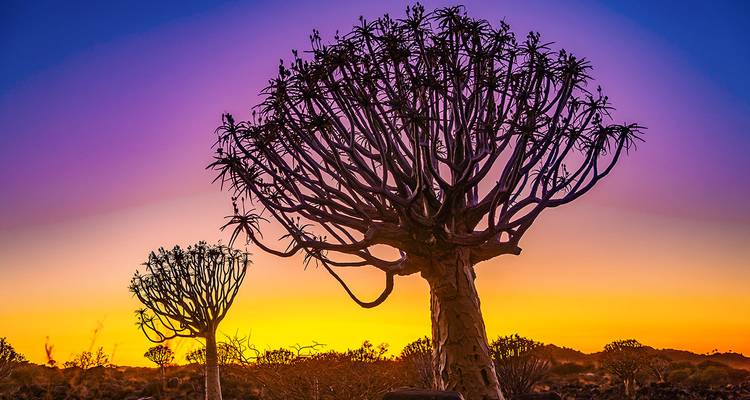 Árboles carcaj contra un cielo de atardecer colorido.