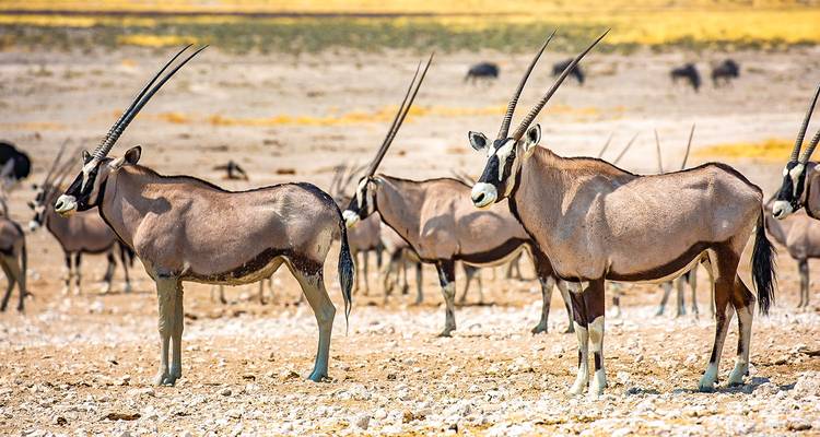 Grupo de gacelas oryx (órix) de pie en una llanura seca.