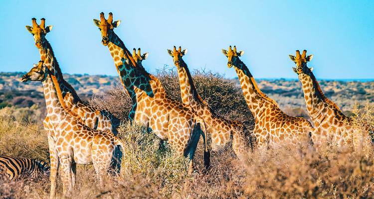Grupo de jirafas en el monte.
