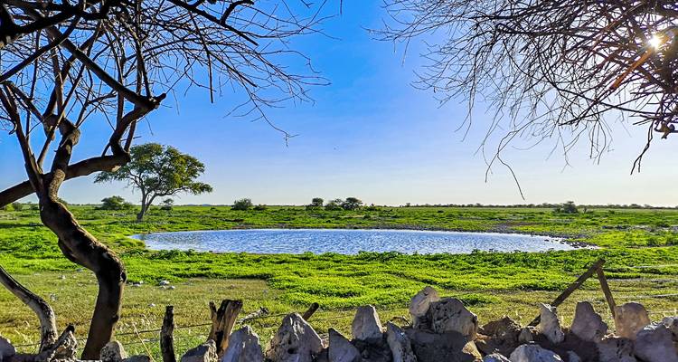 Abrevadero rodeado de árboles y un cielo despejado.
