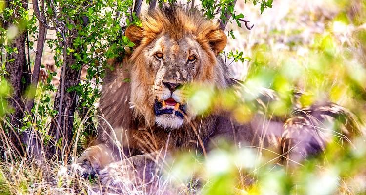 León descansando bajo la sombra de un arbusto.