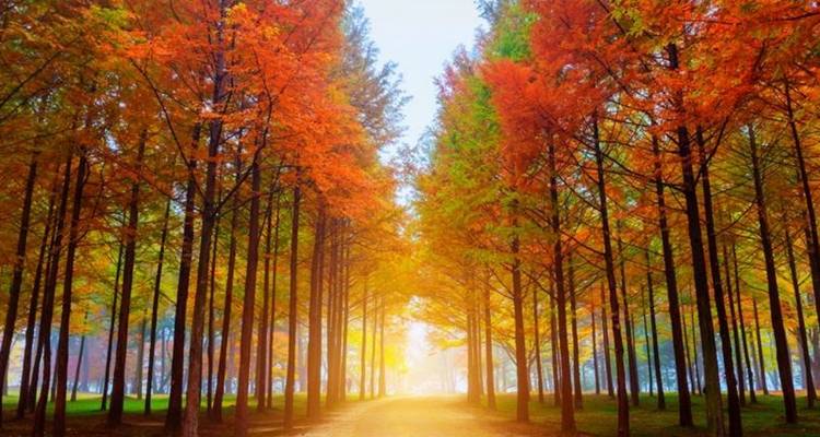 Un sentier bordé de grands arbres aux couleurs d'automne, menant vers une lumière vive.