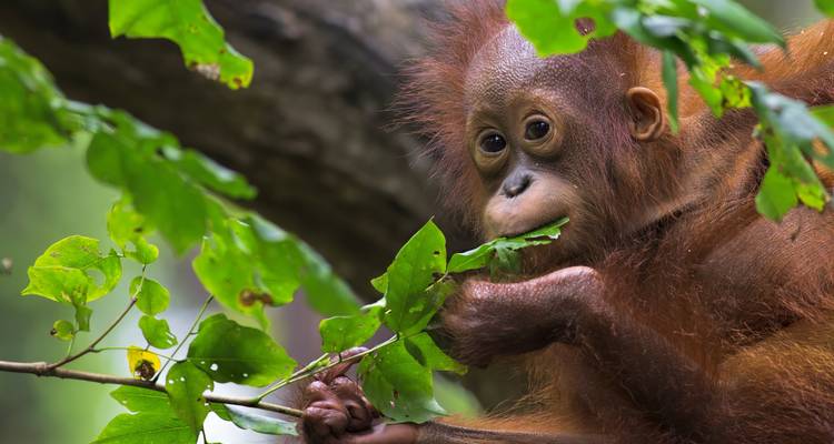 Orang-outan mangeant une feuille dans un arbre.