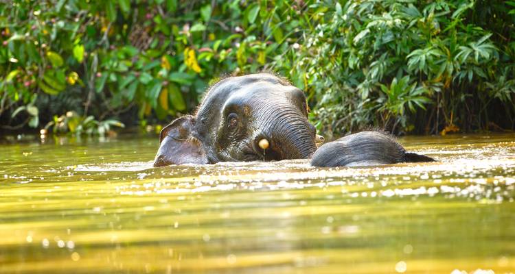 Éléphant se baignant dans une rivière, partiellement immergé.
