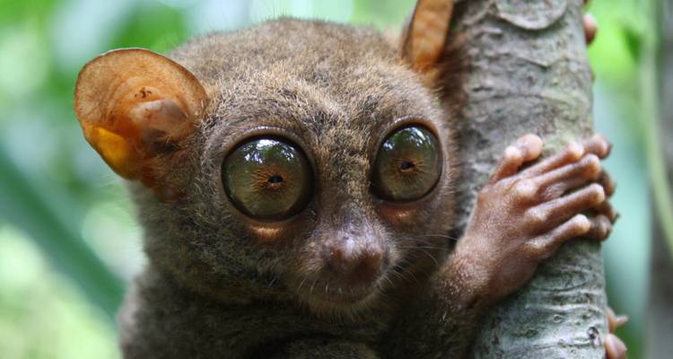 Tarsier s'accrochant à un tronc d'arbre.