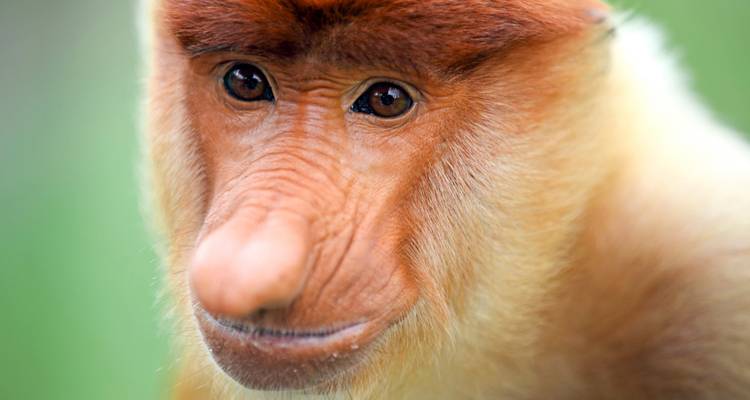 Singe à lunettes en gros plan sur fond vert.