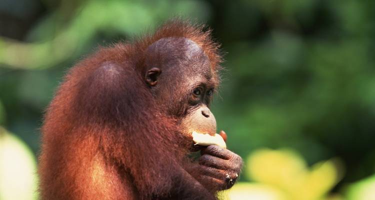 Orang-outan mangeant un fruit dans la jungle.