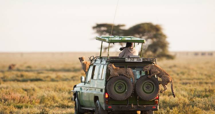 Safariwagen met cheeta's die erop klauteren in een savanneomgeving.