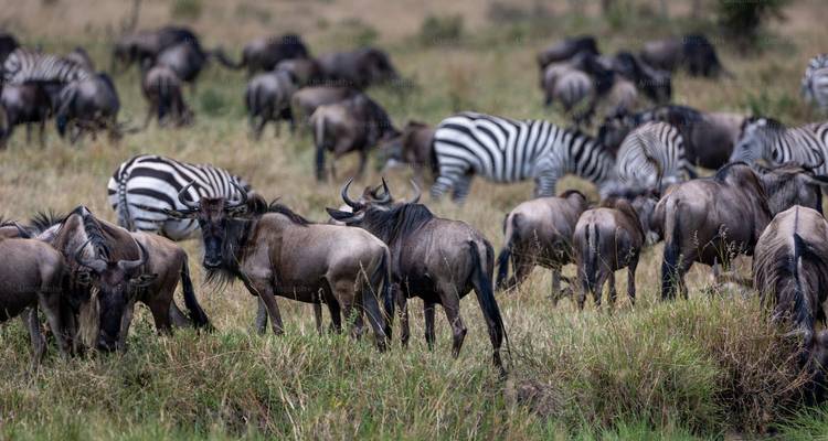 Kudde gnoes en zebra's grazend in een savanne.