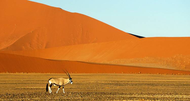 Un oryx solitaire marchant devant des dunes de sable rouge spectaculaires.