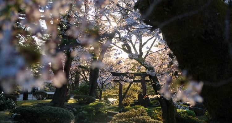 Ruhiger japanischer Garten in sanfter Gegenlicht-Beleuchtung mit Kirschblüten, die ein kleines Torii-Tor rahmen.