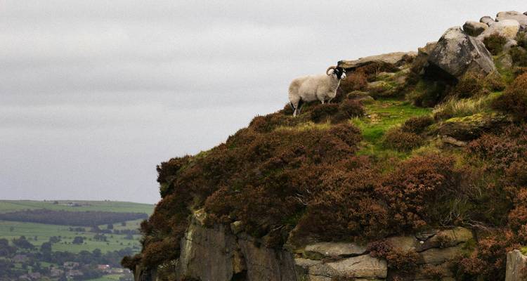 Ovejas en un afloramiento rocoso con páramo al fondo.