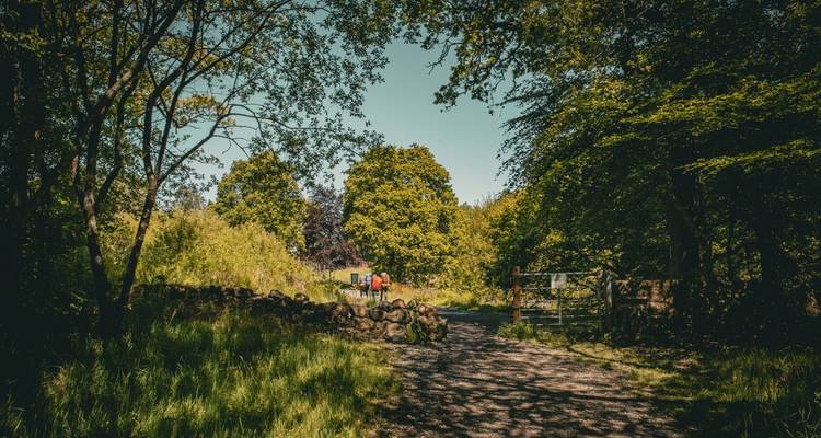 Forest trail with people walking through a sunlit opening.