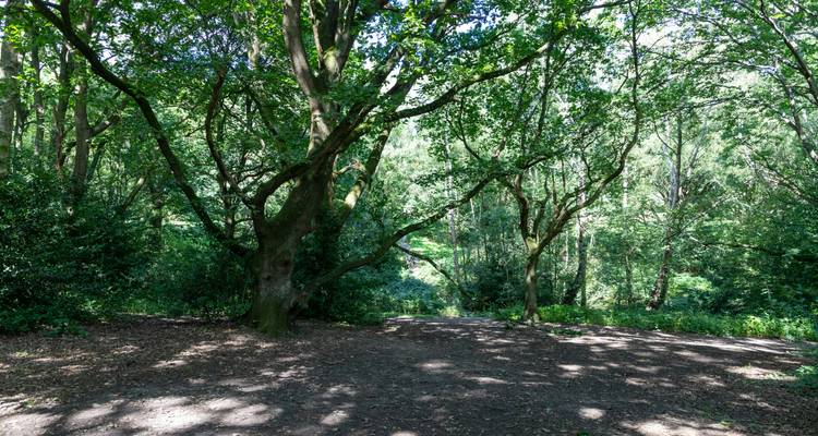 Zone forestière avec la lumière du soleil filtrant à travers les arbres.