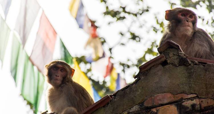 Zwei Affen sitzen auf einer Steinstruktur mit Gebetsfahnen im Hintergrund.