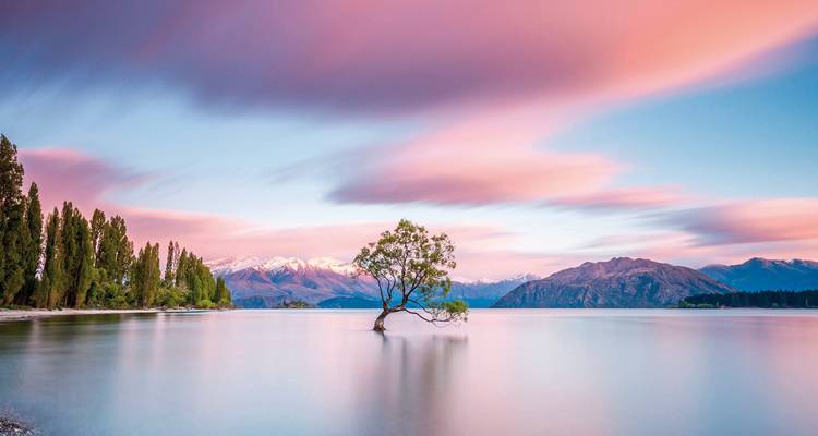Un seul arbre poussant au milieu d'un lac avec des montagnes en arrière-plan.