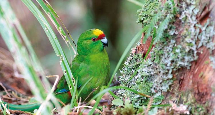 Perroquet vert dans un environnement forestier luxuriant.